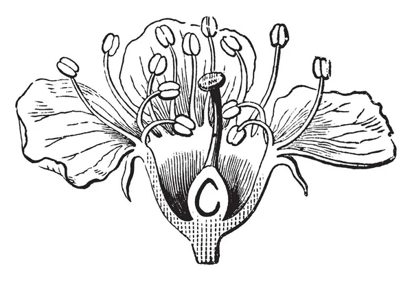 Třešňový Květ Portrét Ukazuje Jeho Částí Detailu Vintage Kreslení Čar — Stockový vektor