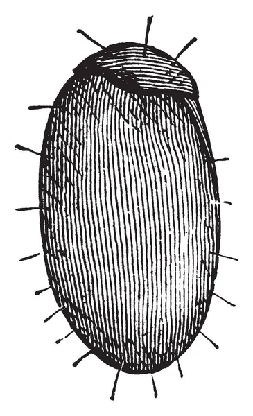 Phylloxera Acarien Trouvé Dans Est Amérique Nord Dessin Ligne Vintage — Image vectorielle