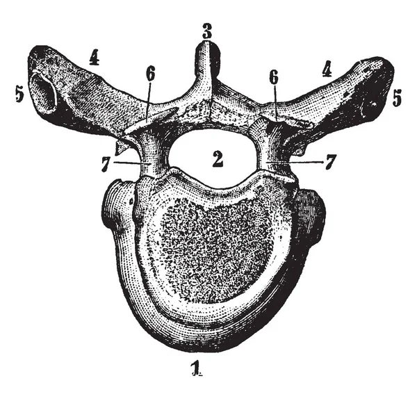 Esta Ilustração Representa Uma Vértebra Coluna Vertebral Desenho Linha Vintage — Vetor de Stock