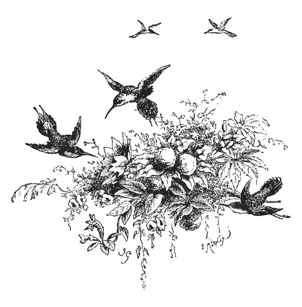 Los Colibríes Son Aves Las Américas Que Constituyen Familia Trochilidae — Archivo Imágenes Vectoriales