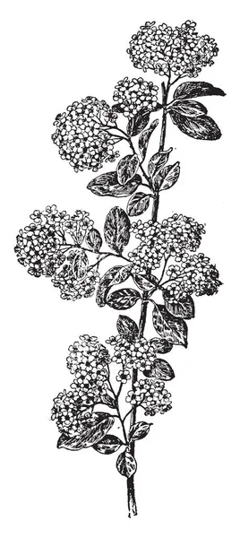 Imagem Spiraea Henryi Planta Pertence Família Rosaceae Nativa Hemisfério Norte — Vetor de Stock