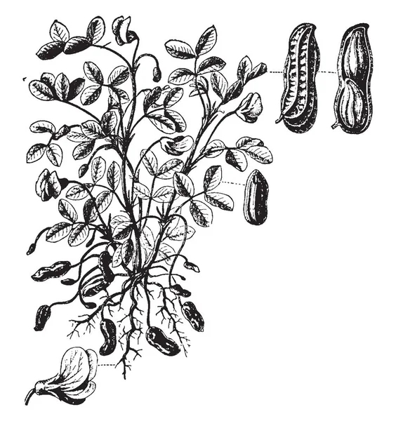 Cacahuete También Conocido Como Cacahuete Cultivo Leguminosas Cultivado Principalmente Por — Archivo Imágenes Vectoriales