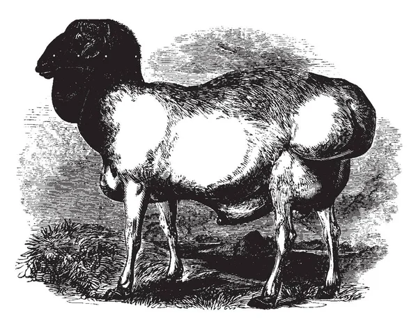 Goitred Sheep Tiene Orejas Caídas Dibujo Línea Vintage Ilustración Grabado — Archivo Imágenes Vectoriales