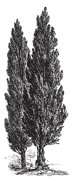这张图片显示的是柏树 也被称为针叶树 复古线画或雕刻插图 — 图库矢量图片