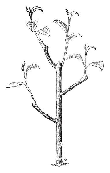 이것은 프레임에 나무는 나뭇잎 빈티지 드로잉 — 스톡 벡터