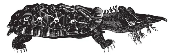 Matamata Kaplumbağa Amazon Orinoco Havzaları Vintage Çizgi Çizme Veya Oyma — Stok Vektör