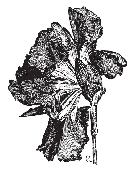 Fleur Oeillet Est Connue Sous Nom Dianthus Les Fleurs Peuvent — Image vectorielle