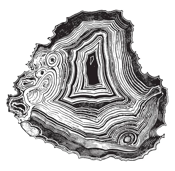 Agate Illustration Gravée Vintage Vie Dans Nature 1890 — Image vectorielle