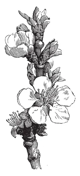 Ein Diagramm Eines Aprikosenbaums Mit Ausgewachsener Blüte Vintage Linienzeichnung Oder — Stockvektor