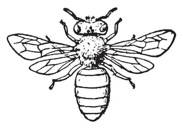 Honey Bee Origem Europeia Desenho Linha Vintage Gravura Ilustração — Vetor de Stock