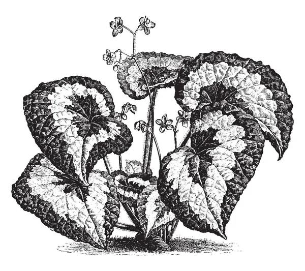 ベゴニア レックスは 派手な植物です 葉は多くの色入って来 サイズの小さな花です 葉茎が毛深い ビンテージの線描画や彫刻イラストです — ストックベクタ