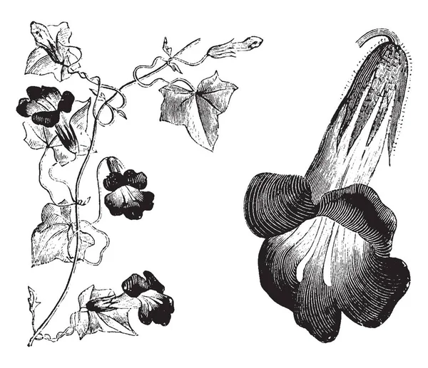 天使のトランペットとも呼ばれる Maurandya Barclayana またはメキシコの毒蛇の植物の開花 オオバコ科家族の観賞植物です そのバイオレット紫色花が咲き夏 ヴィンテージの線描画や彫刻イラスト — ストックベクタ