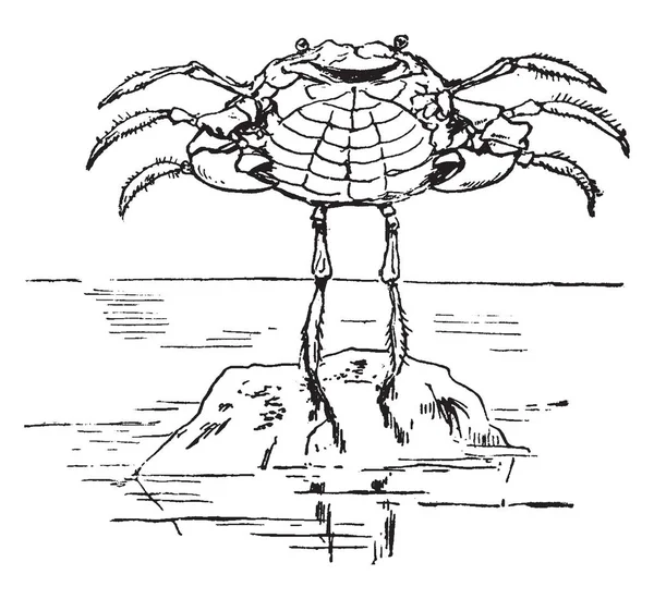 Crabe Dansant Sur Rocher Cette Scène Montre Crabe Dansant Sur — Image vectorielle