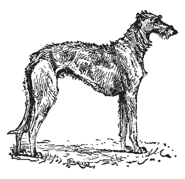 Deerhound Ist Eine Große Hunderasse Vintage Linienzeichnung Oder Gravurillustration — Stockvektor