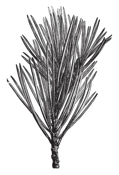 北松是北美洲发现的一棵矮松树 树枝被短根覆盖 叶子是明亮的绿色的颜色和1到2英寸长 复古线条画或雕刻插图 — 图库矢量图片