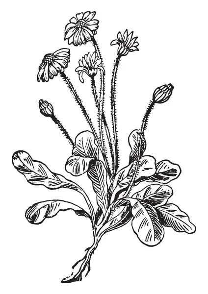 Une Photo Montre Daisy Cette Fleur Disque Jaune Des Pétales — Image vectorielle