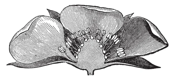 ストロベリー フラワーの半分の絵の表示されています 彼らは花を保護する つのがく片は低いが 内部はフィラメントと葯の花粉粒のビンテージ線描画や彫刻イラスト — ストックベクタ