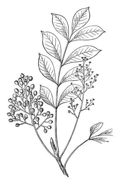 Una Imagen Muestra Poison Sumac Plant Junto Con Bayas Hojas — Vector de stock