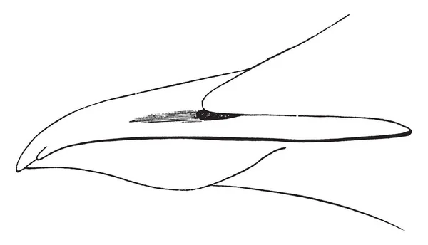 Dickfakturierter Trottellummenschnabel Bei Dem Sich Die Schnittkanten Des Oberkiefers Richtung — Stockvektor