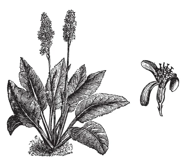 橐吾大叶的习性和分离的花头图像 花是白色的颜色 植物生长三和半英尺高 复古线条画或雕刻插图 — 图库矢量图片