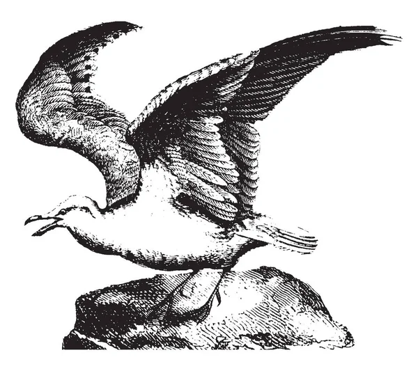 Gull Live Seashore Wandering Food Vintage Line Drawing Engraving Illustration — Stock Vector