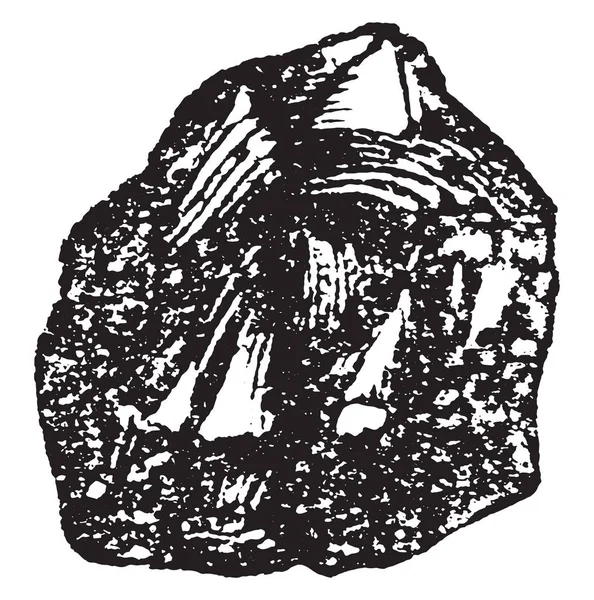 빈티지 새겨진 1880의 자연사 — 스톡 벡터