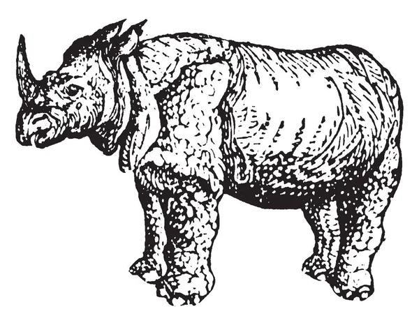 Носорог Является Одним Любых Пяти Сохранившихся Видов Непарнокопытных Копытных Семействе — стоковый вектор