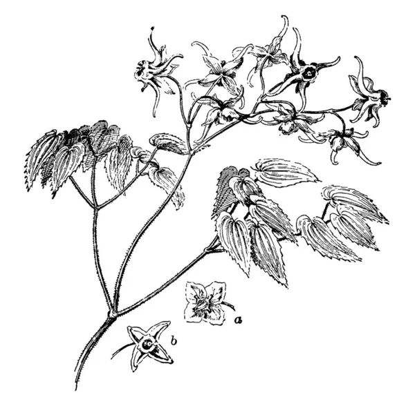 Растительный Образ Векторная Иллюстрация — стоковый вектор