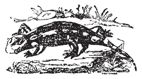 Salamandra Terrestre Ilustração Gravada Vintage História Natural Dos Animais 1880 — Vetor de Stock