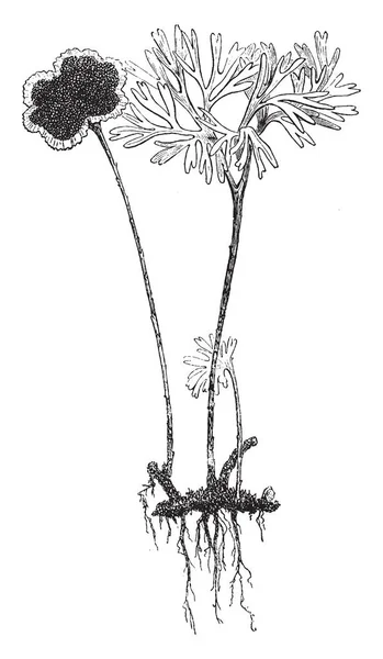 これは Acrostichum 根の收シダです このシダは細いと忍び寄る長い葉状体 シダは Acrostichum 根の收は 西インド諸島 ビンテージの線描画や彫刻イラストでよく育つ — ストックベクタ