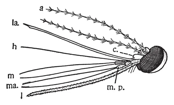 Cabeça Mosquito Que Antena Outra Parte Desenho Linha Vintage Gravura —  Vetores de Stock