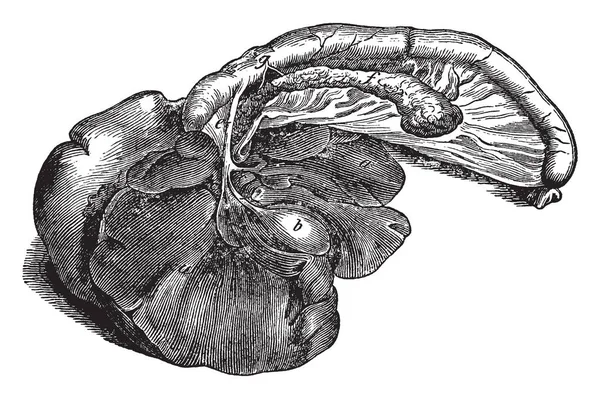 消化がプロデュース 十二指腸 ビンテージの線描画や彫刻イラストで食糧と混合するこれらのダクトを通過犬の消化器官 — ストックベクタ