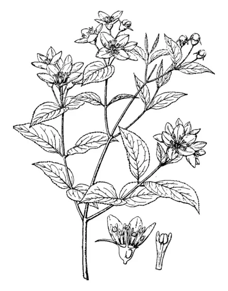 Фотографии Дойзия Пурпураскенс Растение Белыми Розовыми Цветками Рожденное Азии Центральной — стоковый вектор