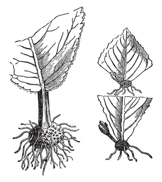 Cette Illustration Représente Des Boutures Feuilles Deux Boutures Bourgeons Feuilles — Image vectorielle