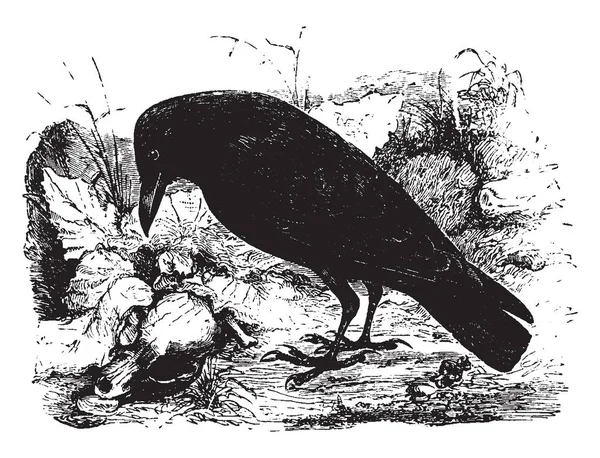 Carrion Crow Europe Nourrit Chair Décomposition Dessin Ligne Vintage Illustration — Image vectorielle