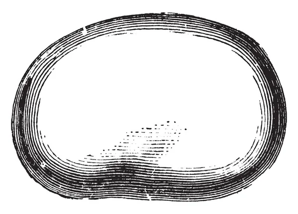 这是一个广泛的豆籽 它是椭圆形的 这种可食用的种子 用于烹饪 复古线画或雕刻插图 — 图库矢量图片