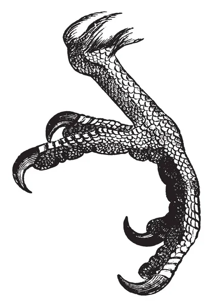 Изображение Представляет Собой Рисунок Parrot Foot Винтажную Линию Гравировку — стоковый вектор