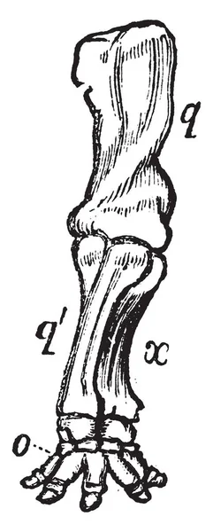 大象的前部极端 前臂和脚扭曲 形成骨螺钉 老式线条绘制或雕刻插图 — 图库矢量图片