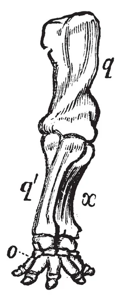 Fil Ekstremite Nerede Kol Ayak Bükülmüş Bir Kemik Vidası Vintage — Stok Vektör