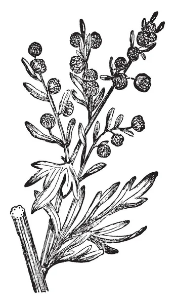 Ajenjo Una Planta Perenne Atractiva Muy Resistente Tallo Uno Tres — Vector de stock