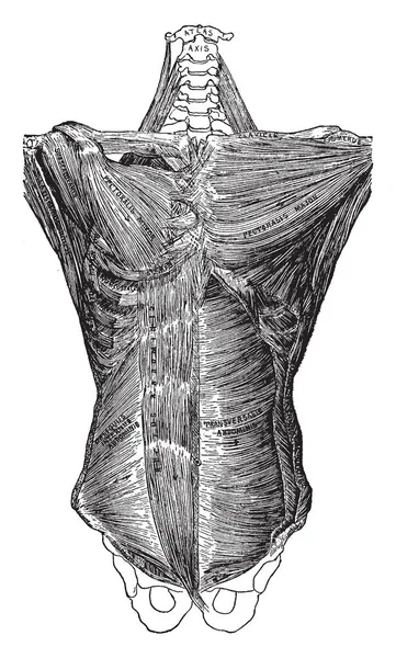 这个例证代表身体的树干的深肌肉 复古线图画或雕刻例证 — 图库矢量图片