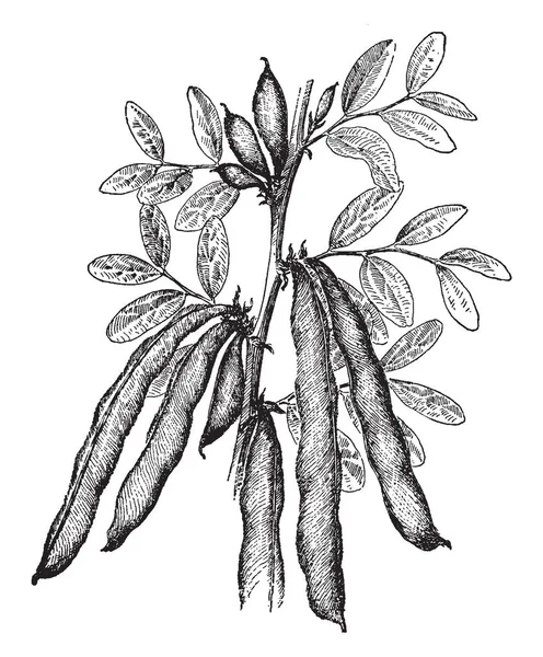 Mit Abwechselnd Herzförmigen Oder Handtellerförmigen Blättern Und Mittelgroßen Sympetalen Blüten — Stockvektor