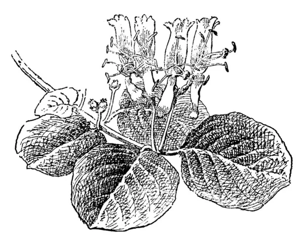 スイカズラ Xylosteum のイメージです それは黄色がかった白い花と灰色緑の葉 ビンテージの線の描画や彫刻イラスト — ストックベクタ