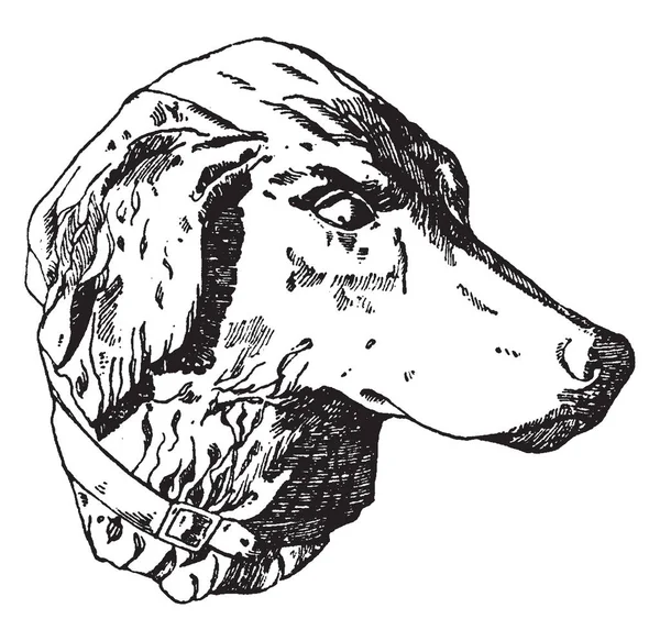 Avcılık Dog Head Munchen Habenschaden Vintage Çizgi Çizme Veya Oyma — Stok Vektör