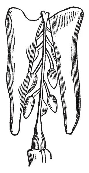 Silicula 보여주는 위쪽으로 기지에서 Carpels로 Dissepiment 빈티지 형태의 프레임 워크는 — 스톡 벡터