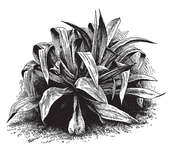 アガベ Franzosinii は槍形の長い葉を持つ常緑植物です 葉がある ビンテージの線描画や彫刻イラストに褐色または灰色の棘 — ストックベクタ