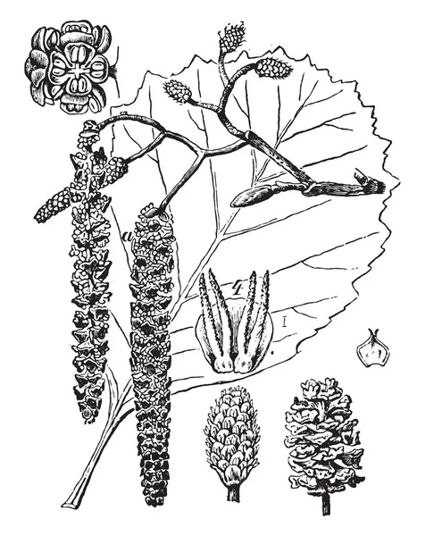 Alder Ilustração Gravada Vintage Vie Dans Nature 1890 —  Vetores de Stock