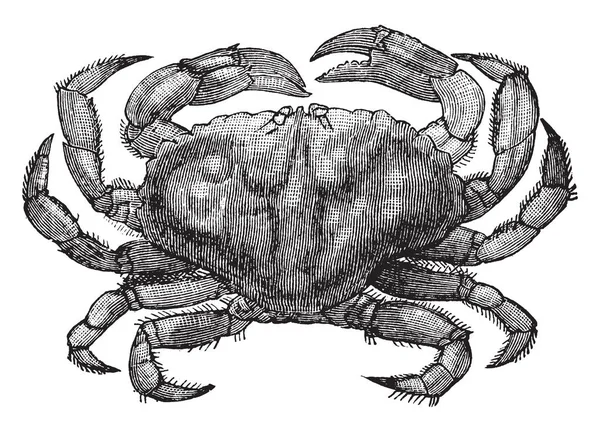 Rock Crab Gevonden Rotsige Zeebodem Vintage Lijntekening Gravure Illustratie — Stockvector