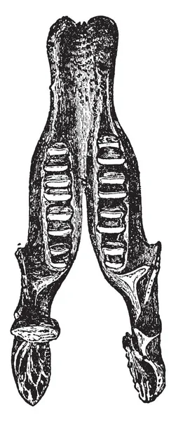 Dit Beeld Vertegenwoordigt Lower Jaw Van Megatherium Fossiele Skelet Vintage — Stockvector