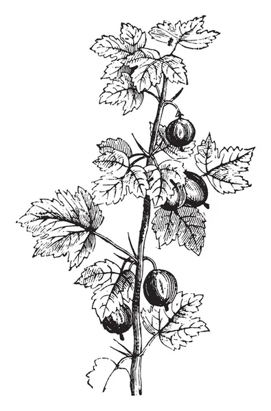 Grosella Fruta Realidad Mejora Absorción Alimentos Equilibra Ácido Estomacal Fortalece — Archivo Imágenes Vectoriales